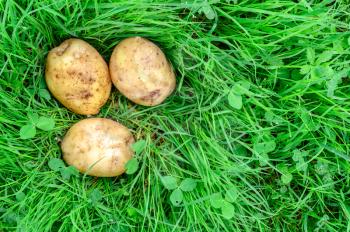 Young fresh potatoes lying on the grass. The concept of eco products