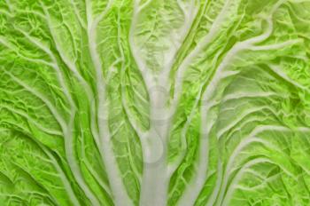 Chinese cabbage vegetable. Close-up background