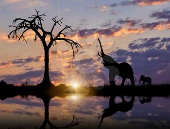Silhouette of Elephant and cub near the river. The concept of wildlife