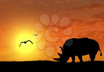 Silhouette of rhino at sunset. The concept of wildlife