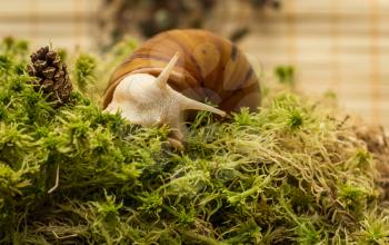 Snail-albino, Achatina Achatina, White tiger, in sphagnum moss. Shallow depth of field, focus on the eye of a snail.