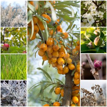 A collage of 9 photos of various plants. In the center of sea-buckthorn with ripe fruit.