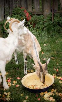 Adult white goat village and Alpine goat breed with large horns. Brown goat eating apples out of the pelvis.