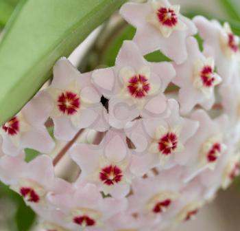 Delicate pink flowers Hoya (wax ivy) close-up.