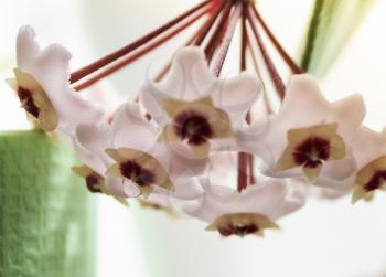 Delicate flowers Hoya, wax ivy. Shallow depth of field, focus on the drop of nectar.