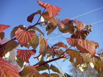 Red branches of a raspberry against the bright blue sky.