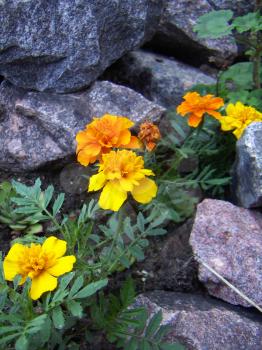 Yellow and orange flowers grow in granite stones.