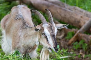 Adult Alpine goat breed eats green grass mown.