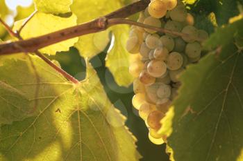 glass with white wine in vineyard on old table. Vineyard at sunset. White wine glass, wine bottle and white grape on wood table with copy space