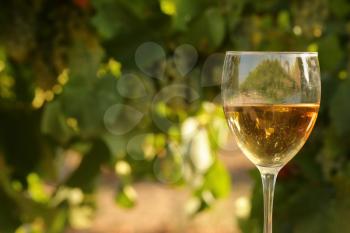 glass with white wine in vineyard on old table. Vineyard at sunset. White wine glass, wine bottle and white grape on wood table with copy space