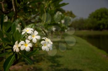 Soft frangipani flower or plumeria flower Bouquet on branch tree in morning on blurred background. Plumeria is white and yellow petal and blooming is beauty in garden park.