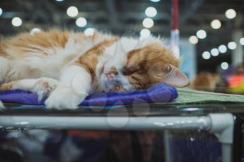 Cat show. Kitten looks into the camera. Cat breed. Pets. Kitten with a big mustache. Exhibition or fair cats