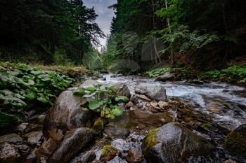 Mountain stream in High Tatras National Park, Poland. fast river flows in a coniferous forest among mossy stones.