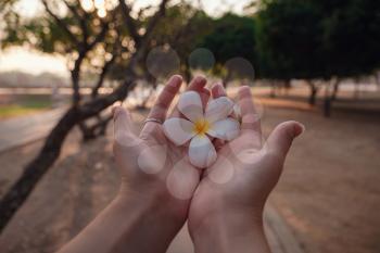 female hands with tropical plumeria flower in Asia. woman hand holding frangipani flower at sunset close-up against the background of the historical park in Sukhothai
