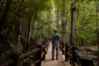 male tourist on a trail in a rainforest. view from the back. Hipster guy. Male traveler walking on hiking trail.