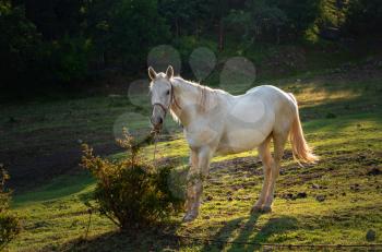 white horse grazing on pasture at sundown in orange sunny beams. Beauty world. beautiful warm sunlight rays.