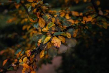 Close up image of orange autumn leaves at soft light. vintage look, Autumn colorful background