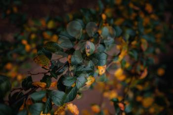 Close up image of orange autumn leaves at soft light. vintage look, Autumn colorful background