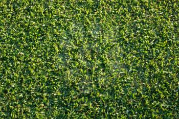 Aerial or top down view of the detail of newly mown grass in well tended lawn