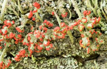 Cladonia cristatella or British Soldiers Lichen growing on old wooden fence in West Virginia