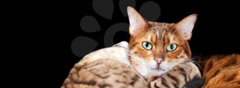 Cuddling bengal cats embrace and look towards the viewer with a black isolation. Sized for social media cover image template