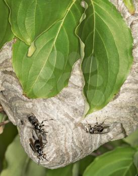 Wasps or hornets building their paper like nest in the branches of a small tree as insects come out from the entrance