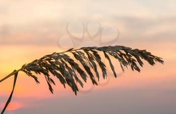 Silhouette of sea oats plant and leaves against the rising sun in South Florida beach