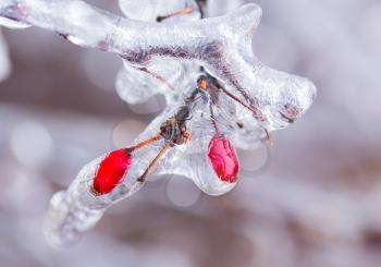 Icicles forming off ice covered branches of berberis tree in winter with the red berries visible as the covering starts to melt