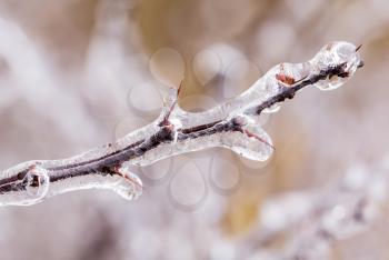 Icicles forming off ice covered branches of berberis tree in winter as the covering starts to melt