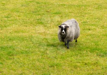 Sheep grazing on green grass on Norwegian farm near Bergen