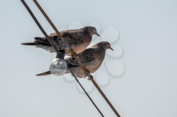 Two small birds sitting on the lighting wires at the front of an ocean going cruise ship