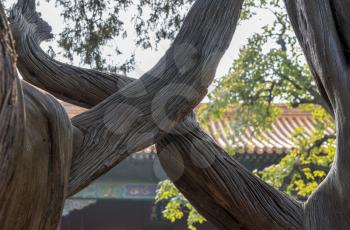 Details of the gnarled tree trunks in the Forbidden City in Beijing