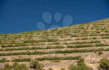 Terraces of vines and vineyards on the banks of the River Douro near Vila Real in Portugal
