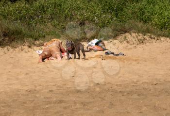 Fierce dog standing guard over a woman sunbathing on a hot beach in Hawaii