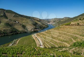Terraces of grape vines for port wine production line the hillsides of the Douro valley near Pinhao in Portugal