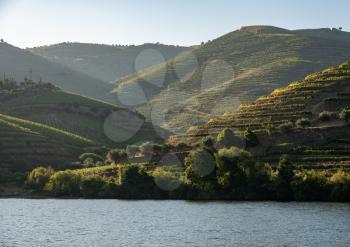 Terraces of wines and vineyards on the banks of the calm River Douro in Portugal near Pinhao