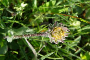 Beautiful mountain flowers. Flora of mountain ranges.