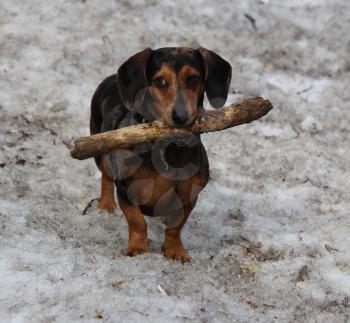 Dog, pet of all people. Dog in winter snow. Street dog walking.