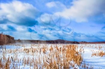 Winter field, reed and cattail in the snow
