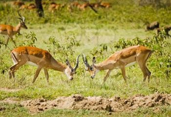 Antelope on the African savannah. Natural environment antelope habitat. Hoofed horned animal.