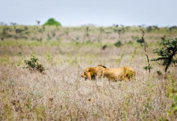 Antelope on the African savannah. Natural environment antelope habitat. Hoofed horned animal.