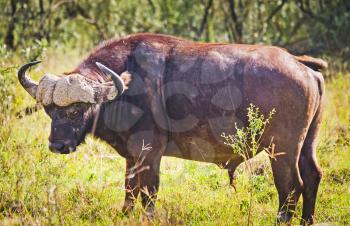African buffalo. Africa hoofed animals, cows relative. Horned wild cattle