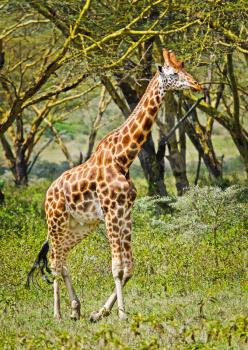 Giraffe in the wild. An animal with a long neck. Wild world of the African savannah