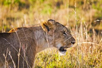 Lion in the wild in the African savannah. Lion - predator felines