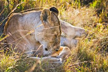 Lion in the wild in the African savannah. Lion - predator felines