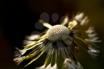 Dandelion down. Dandelion seeds macro photography. Macro photo of wildlife, flowers and leaves of plants