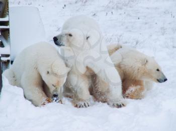 Family of polar bears on Wrangel Island Family of polar bears on Wrangel Island