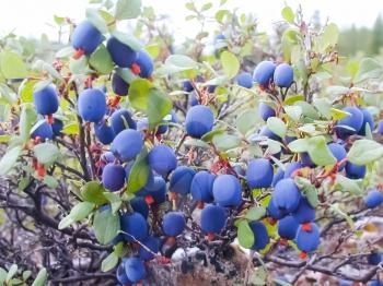 Blueberry berry on a bush. Blueberry berry on a bush.