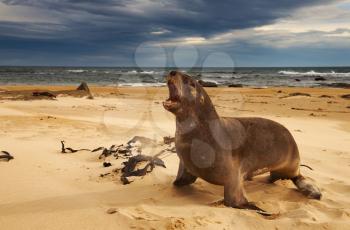 Wild sea lion on the beach, New Zealand
