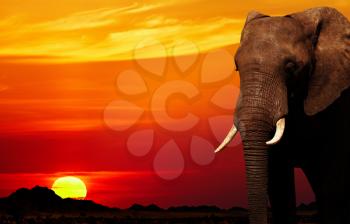 African elephant in savanna at sunset
